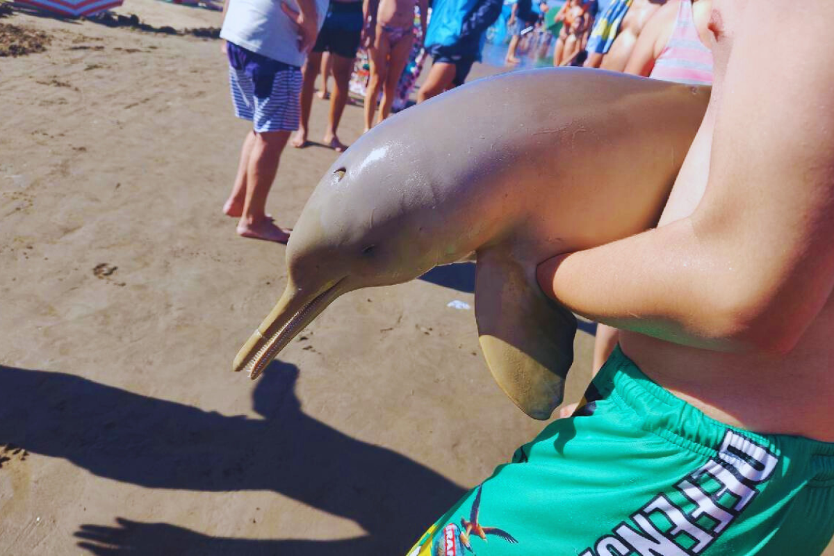 En los últimos días, la muerte de un delfín bebé en la playa de Mar del Tuyú en Argentina ha conmocionado al mundo. El incidente, según se ha reportado en medios locales se debió al comportamiento irresponsable de turistas y bañistas que manipularon al animal para sacarse fotografías, este hecho pone en evidencia los peligros del turismo irresponsable hacia los ecosistemas.