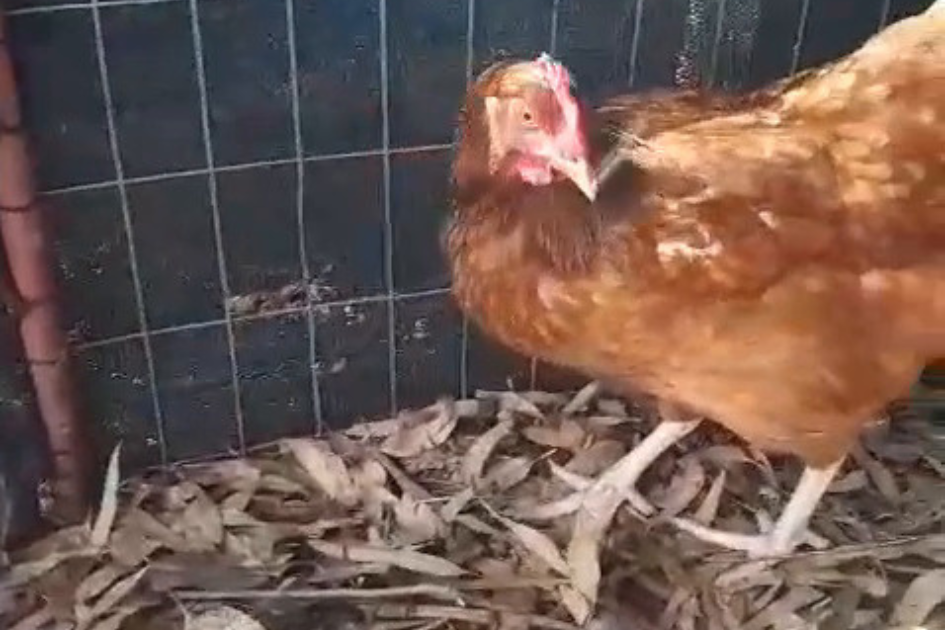 Gallina