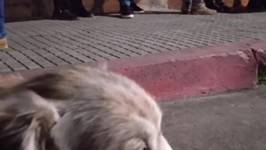 Manifestaron contra posible reinstalación de la perrera