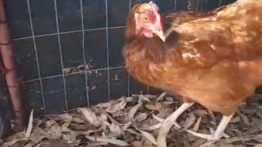 Gallina